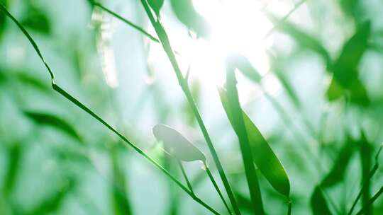 阳光下的绿色植物特写