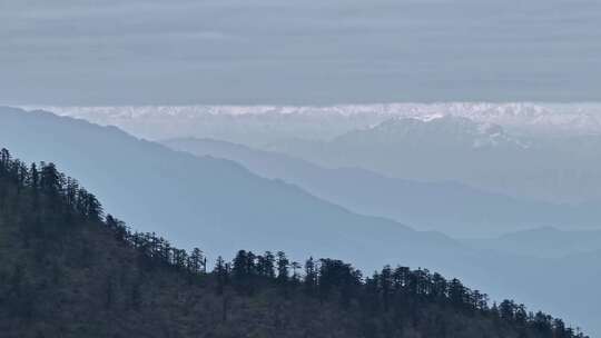 高清实拍眉山洪雅瓦屋山森林