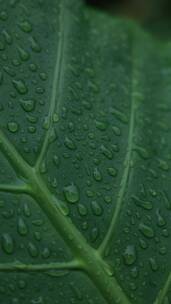 下过雨后绿植上的水滴