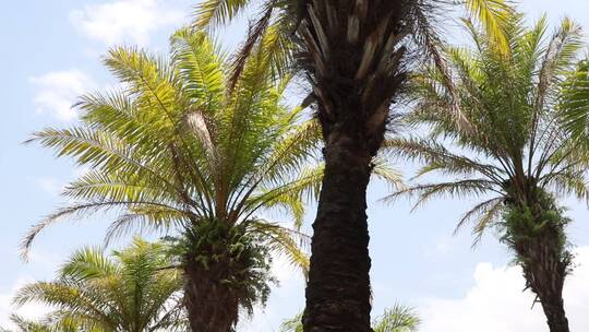 椰子树林