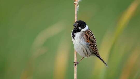 鸟，芦苇旗，鸣禽，Emberiza Sc