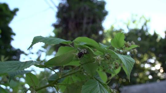 大黄蜂在灌木丛的花骨朵上采蜜视频素材模板下载