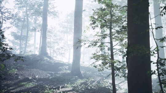 阳光穿过雾的阳光勾勒出的森林视频素材模板下载