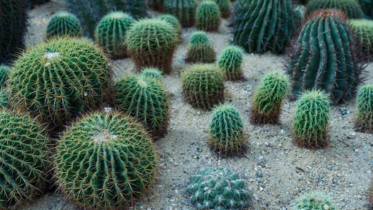 沙漠植物沙生植物仙人掌仙人球