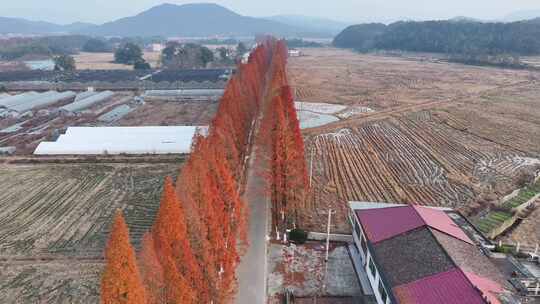 江西金溪：水杉红 村路美