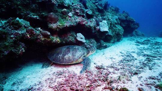 海龟游泳慢动作