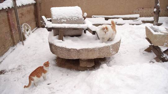 冬季雪天院子中的猫石磨