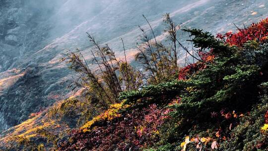 雨崩高山植被