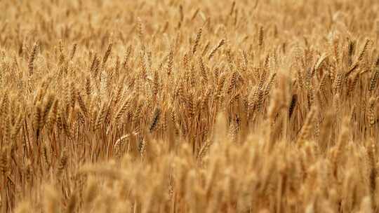 麦子夏粮产区小麦面粉丰收