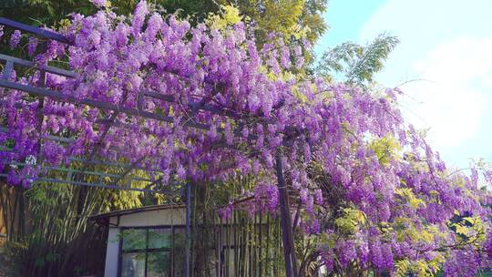 紫藤花花藤蔓花卉4k50帧