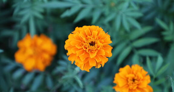 四季花田书香花海 四季花田