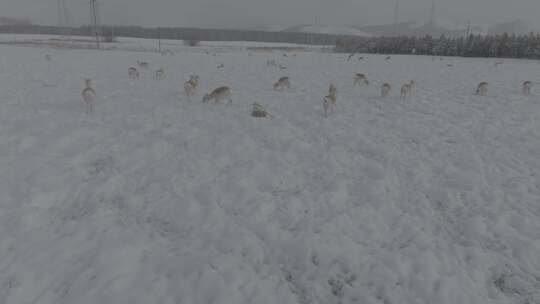 冬季雪地来了野生动物黄羊