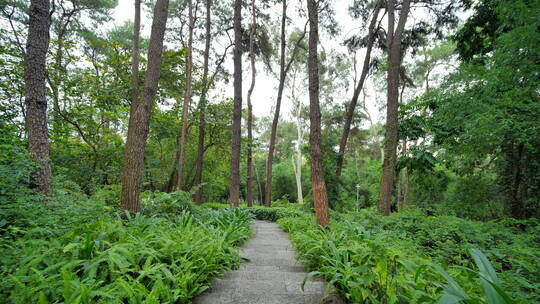 植物园森林公园林间小路