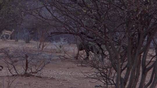 黑犀牛和犀牛宝宝走过灌木丛