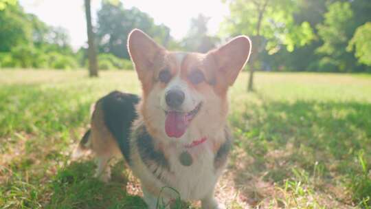 柯基犬，狗，宠物，犬