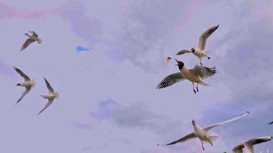 投喂白鸽 吃食的海鸥 白鸽 海鸥