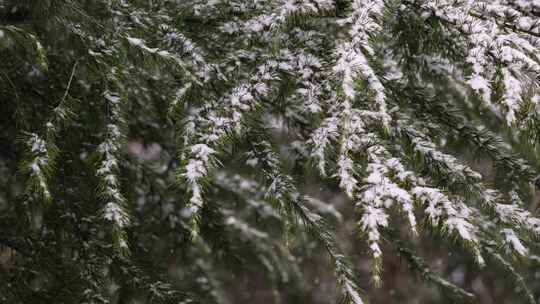 寒冷冬季公园松树雪花大雪空境升格