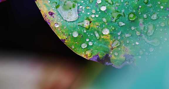 雨后荷叶上的露水珠