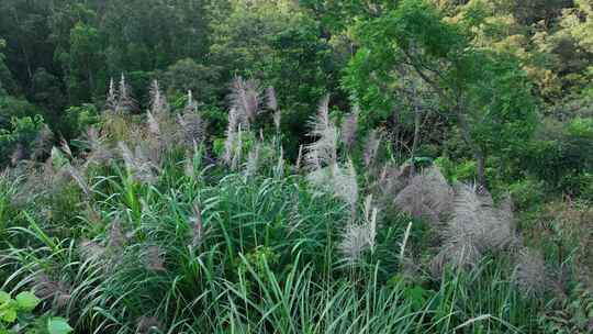 野外蒲苇植物景观
