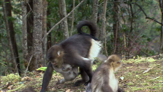 云南滇金丝猴母子的迁徒之路视频素材模板下载