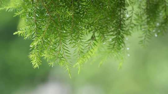 沾满雨水的树叶