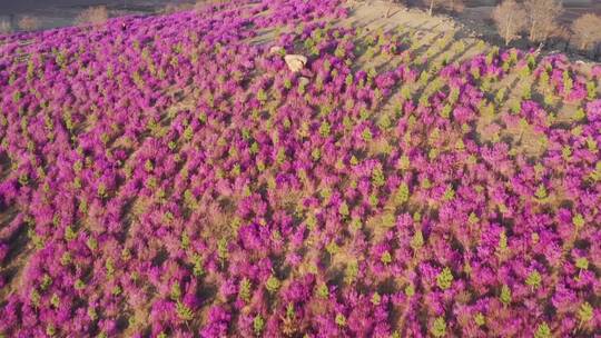 扎兰屯杜鹃花 4k高清视频