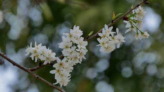 樱桃树开花白色樱花