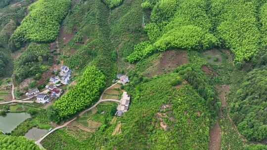 航拍安徽黄山毛峰茶田高海拔茶园