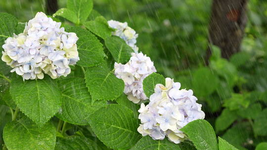 雨中绣球花视频素材模板下载