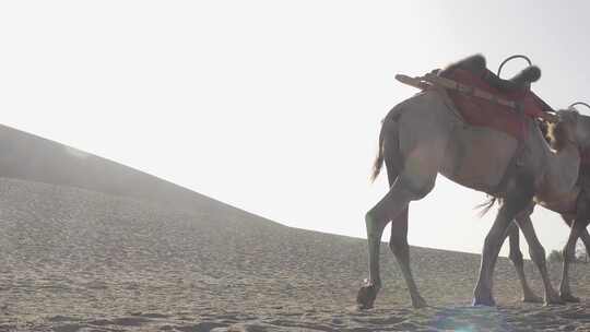 敦煌月牙泉鸣沙山骆驼队视频素材模板下载