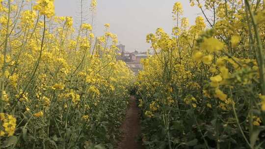 油菜农地视频素材模板下载