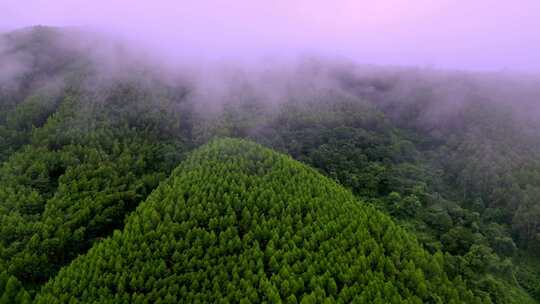 绿色雨林森林山林植物林地