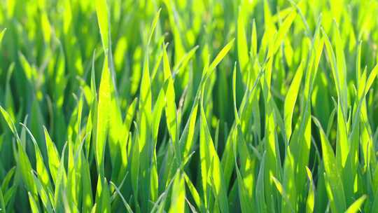 春天阳光下的绿色小草麦苗
