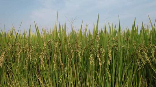 农田稻米横移