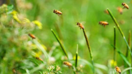 一群蜜蜂在春天飞舞的慢镜头
