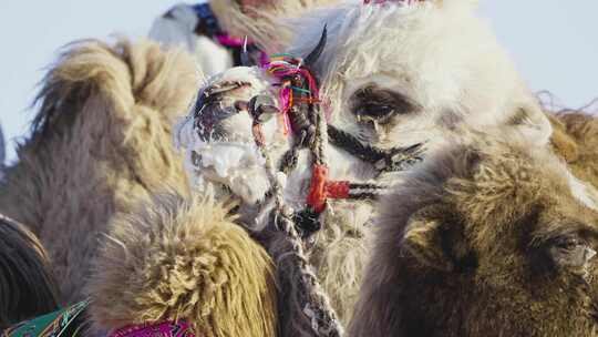 【10条合集】蒙古族民俗传统文化-53