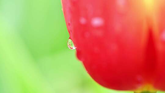 4K郁金香花海斑斓如油画广告素材