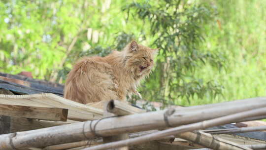 猫在屋顶休息睡觉打哈气