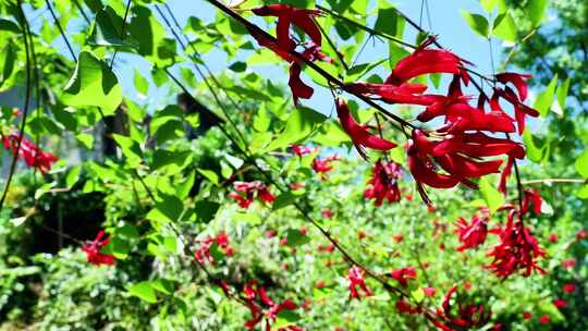 龙牙花牙花花朵花象牙红龙芽花