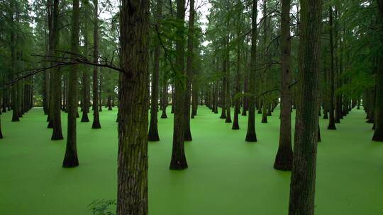 水上森林-扬州渌洋湖湿地公园【5.4K素材】