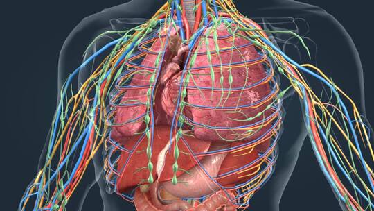 三维医学人体解剖器官心脏动画视频素材模板下载