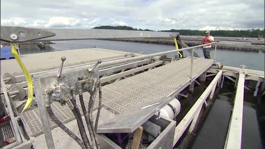 贝类养殖水产养殖在华盛顿州进行 视频素材模板下载