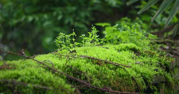 【正版素材】雨天大自然绿色植物