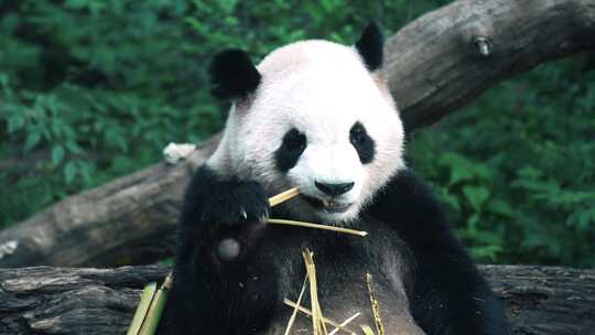 大熊猫春生