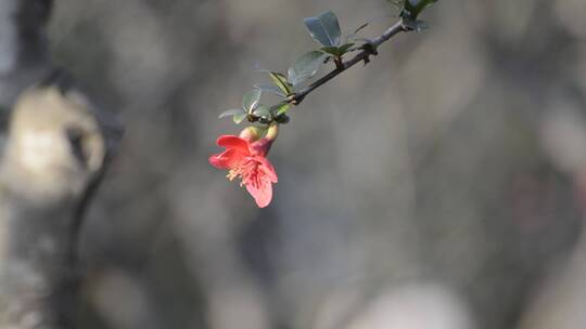 春暖花开