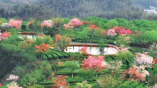 湖南郴州高椅岭樱花园