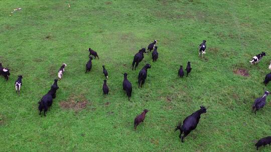 草原羊群放牧 草原上牛羊成群航拍