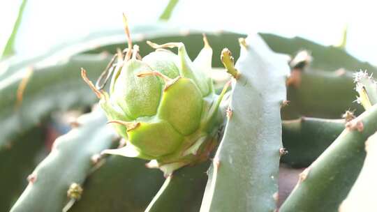 火龙果种植 火龙果树 仙人掌科植物