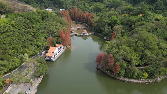深圳仙湖植物园落羽杉