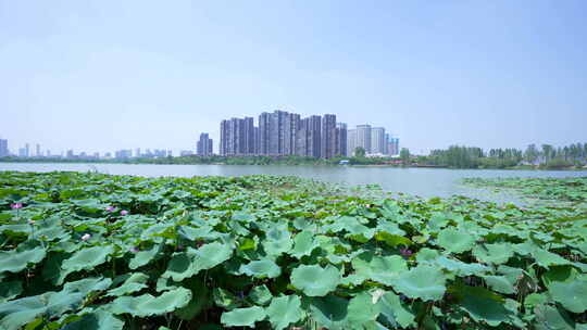 武汉江夏区汤逊湖壹号湿地公园